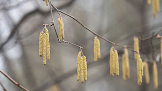 Birkenpollen fliegen im April - Tips fr Ihre Hausapotheke im Frhjahr