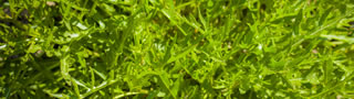 Wildwachsende Gemse und Salate: Viel besser und gesnder als die aus dem Garten - die wilde Frische der Natur